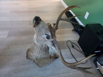 Taxidermy deer