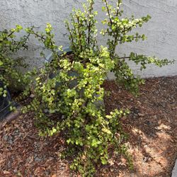 Potted Elephant Succulent Plant