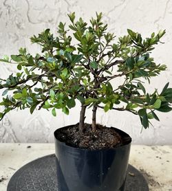 Bonsai Vivid Red Azalea 