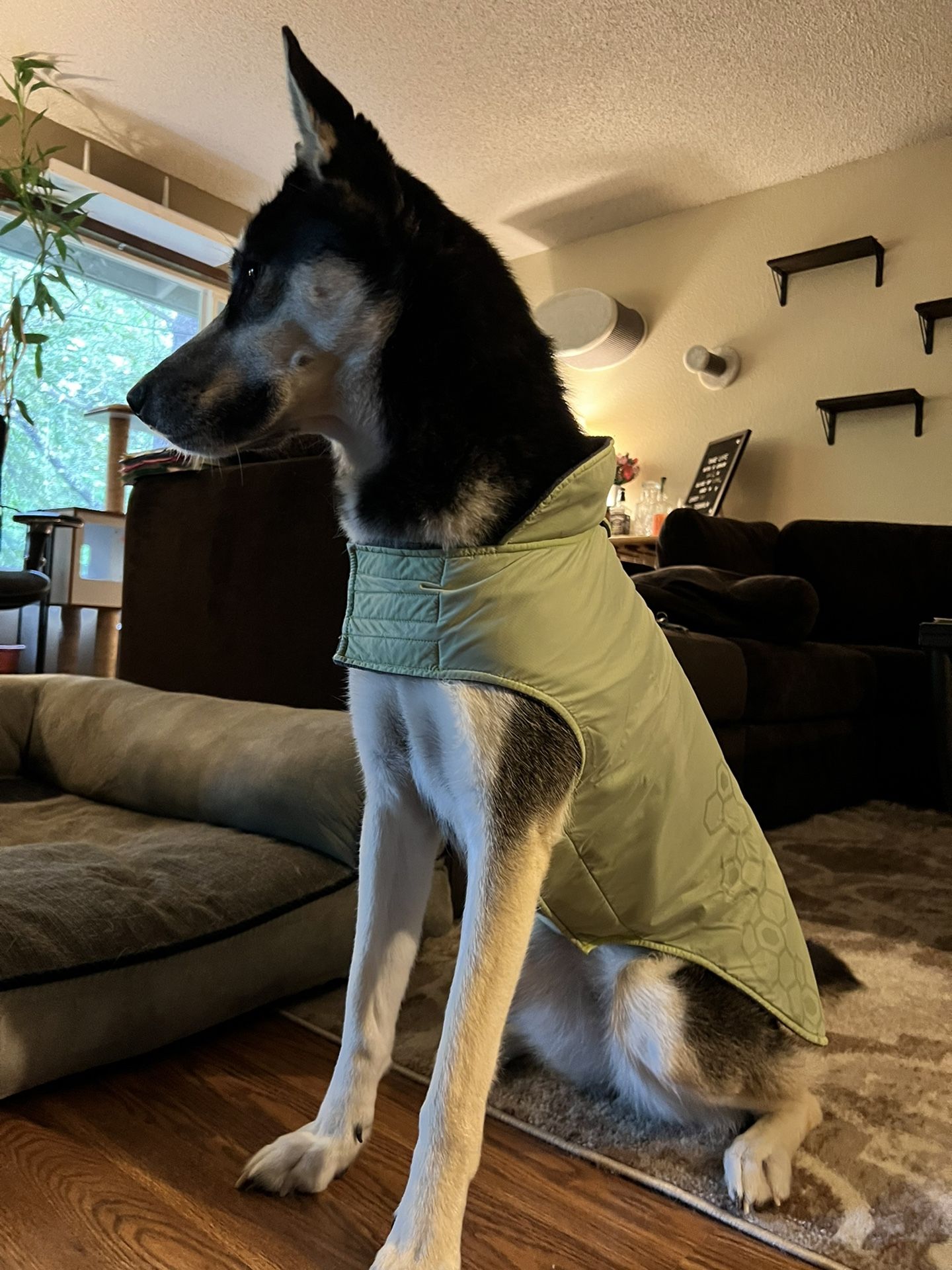 Fleece Dog Coat - Jacket