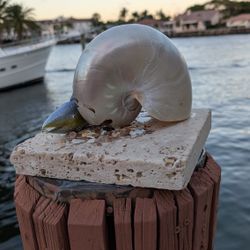 lovely iridescent Nautilus seashell with sparkle fish on 8-in marble base Shell has slight damage sold as is