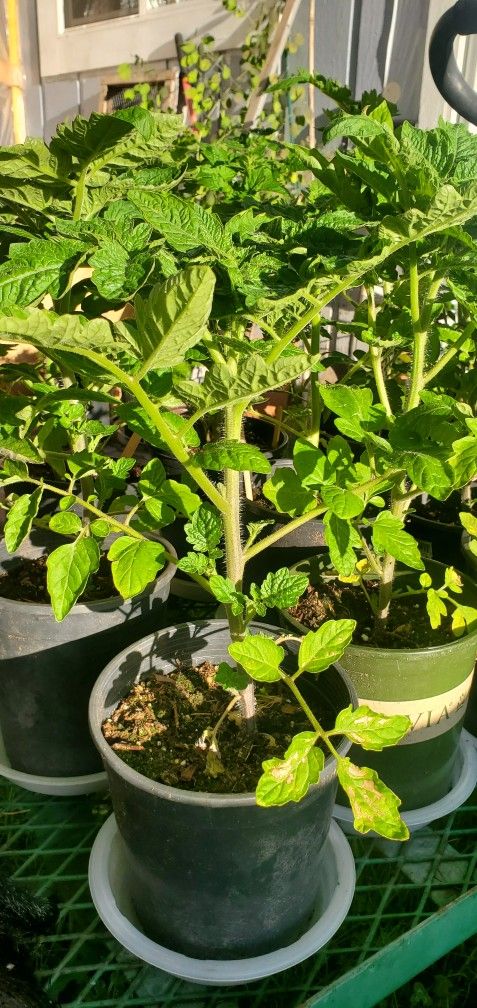 Buy 2, Get 1 Free! Tomatoes
