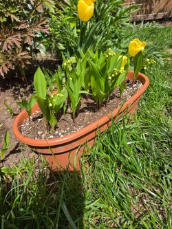 Garden Plant Lilly of the Valley