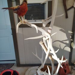 Taxidermy All 3 Amigos