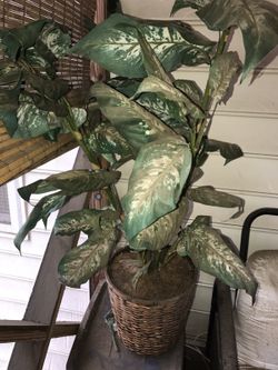 Plant in wicker basket can sit alone on floor Or on a stand