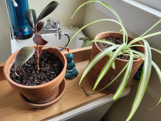 Various Plants For Sale 
