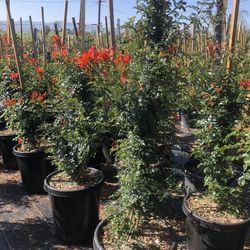 Tecoma Canpensis Hedge And Privacy 15gal 