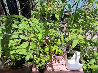 Tomatoe plants 🪴 some pots have 2 3 4 plants  $1 and $2 south La 90043 by homedepot Slauson ave /western