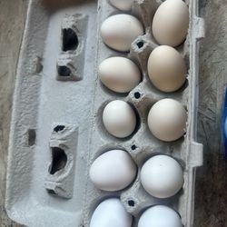 Dozen Of Hatching Eggs 
