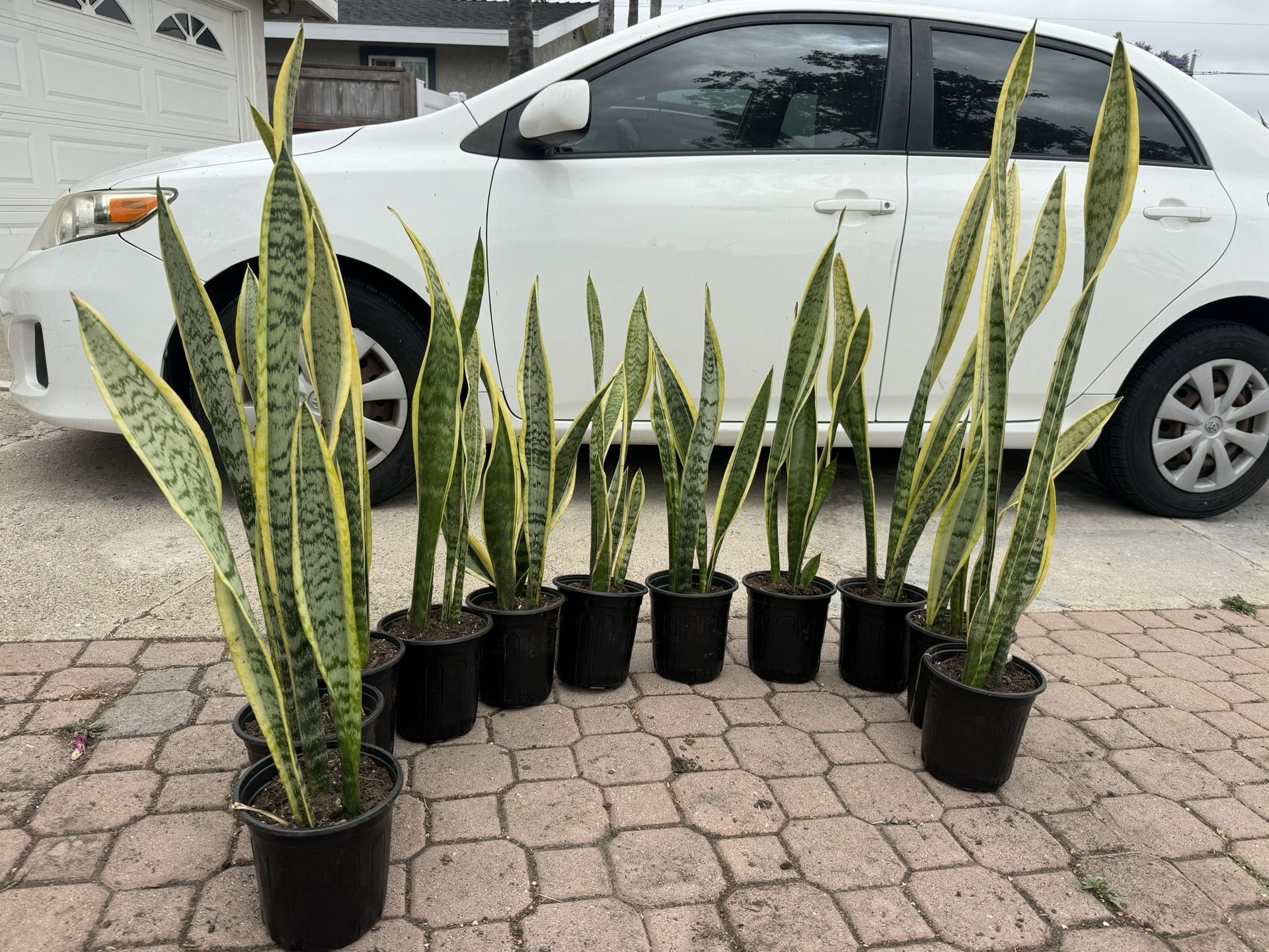 Snake Plant 10$ Each