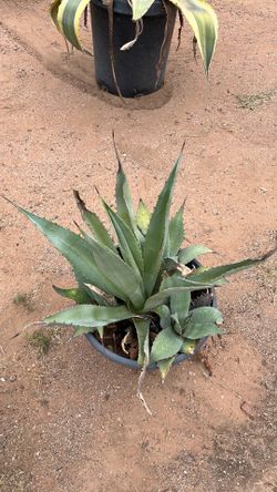 Agave Century plant
