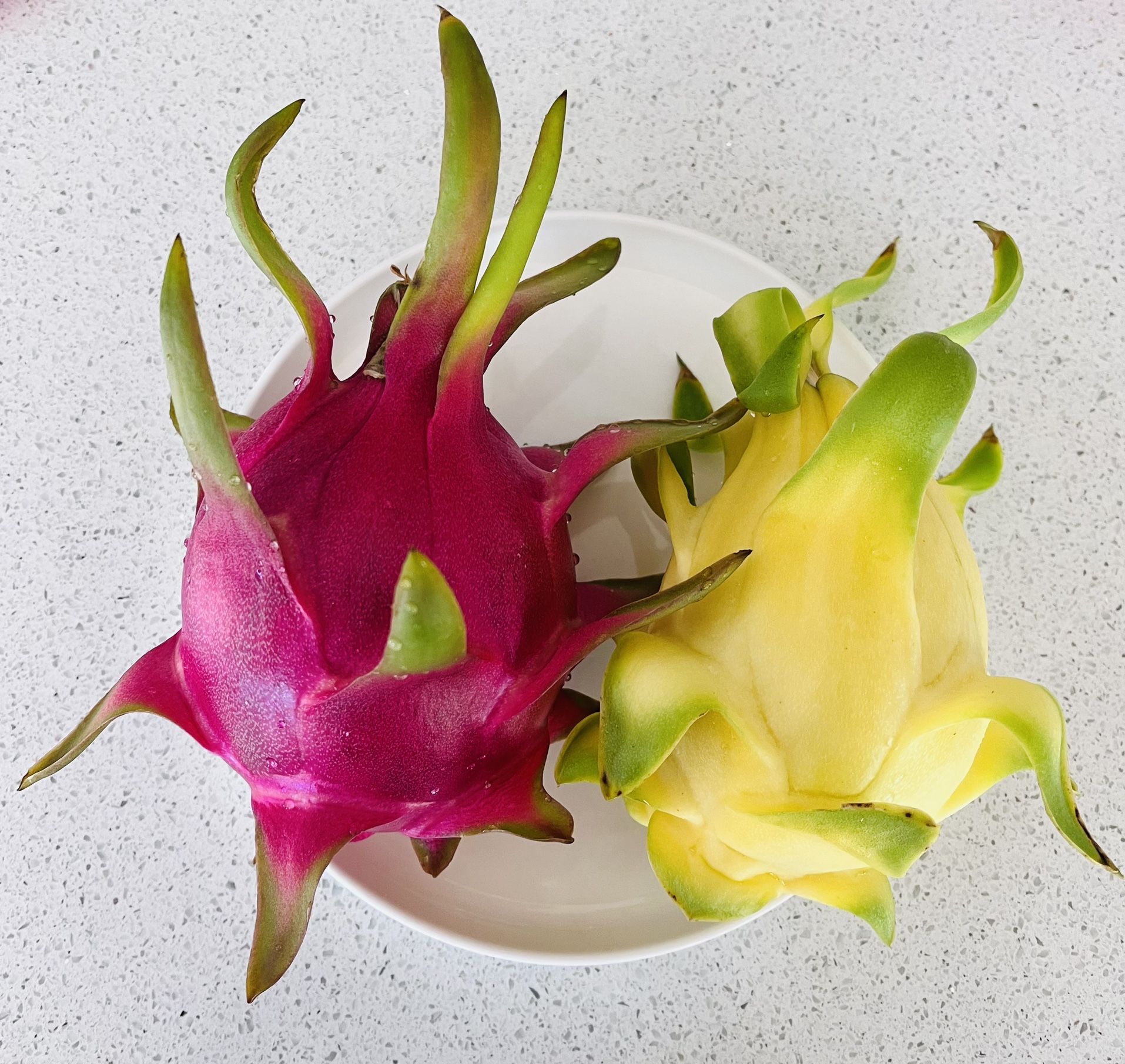 Dragon Fruit Plant
