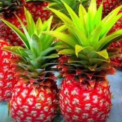 Red Mini Pineapple Fully Grown Plant 2 Gallon