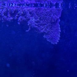 Free Green Star Polyp Coral