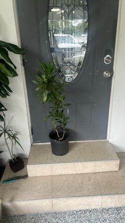 Low maintenance and low light house live plant available dracaena pleomele