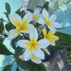 Plumeria