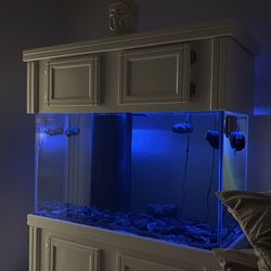 Saltwater  fish  tank