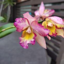 Cattleya Orchid. Iwanagaara Apple Blossom.