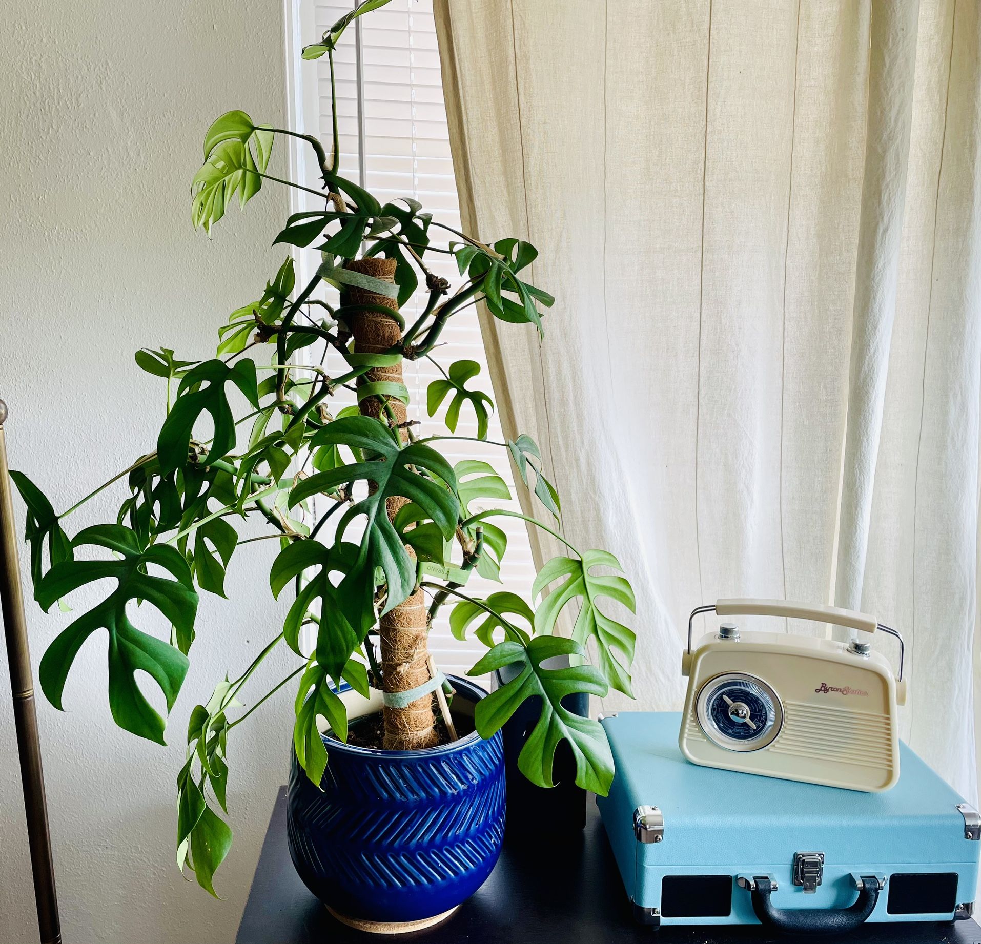 Split-leaf Philodendron (Climbing Variety)