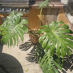 Large Monstera Plant