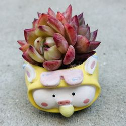 Succulents plants 🪴