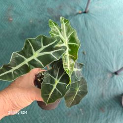 Alocasia Polly Live Plant in Pot