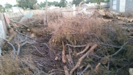 FIRE WOOD (FREE)