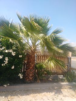 Palm tree