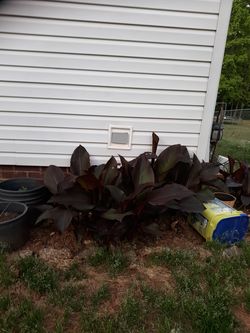 Canna lillies bulbs