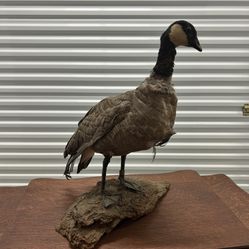 Vintage duck statue 