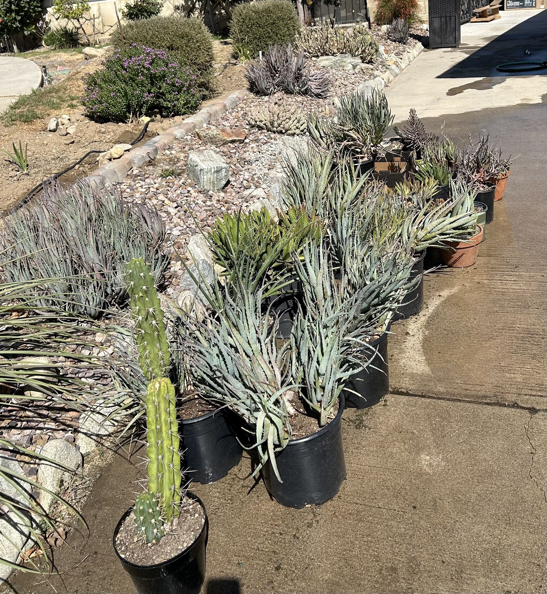 Succulents and cactus, all 20 plants