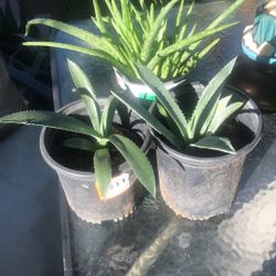 Plantas De Un Galón 