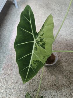 🌿 Alocasia Frydek – Healthy, Velvety & Well‑Rooted