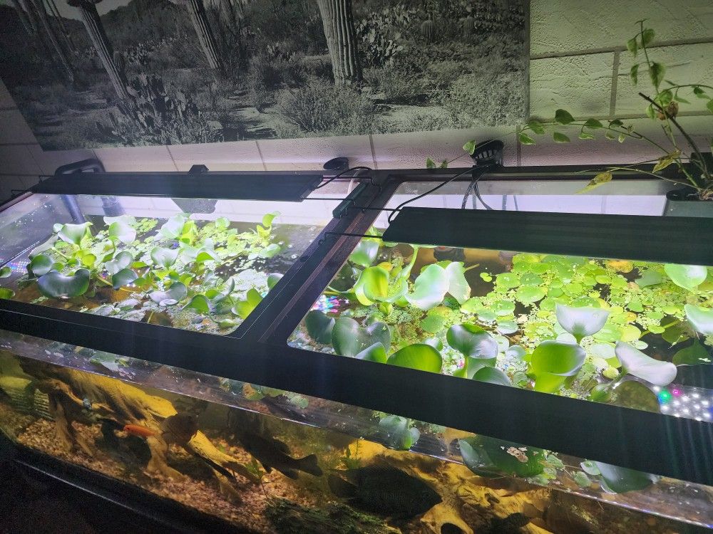 Aquarium Or Pond Fresh Water Hyacinth Live Plant.