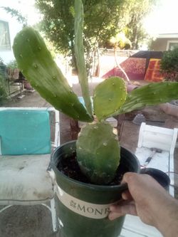 Large Blooming Prickly Pear Cactus in Pot – Rare Variety, Actively Flowering!