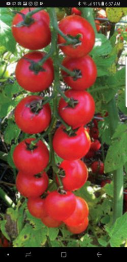 Large cherry tomatoes