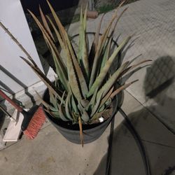 Big Aloe Vera