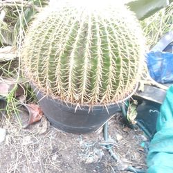 Big Golden Barrel Cactus Plant