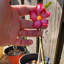 Desert Rose