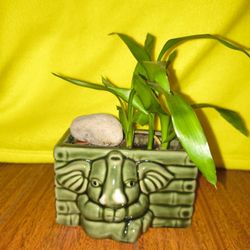 Bamboo $15