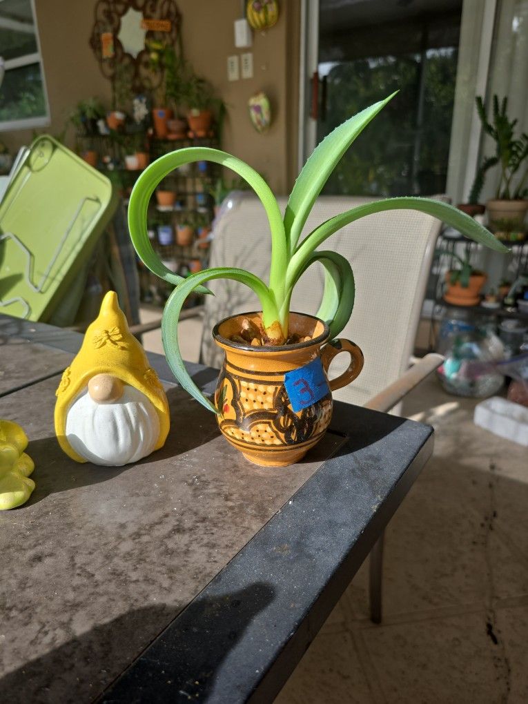 Agave in artesanal pot $3.00