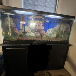 Fish Tank 50 Gallons 