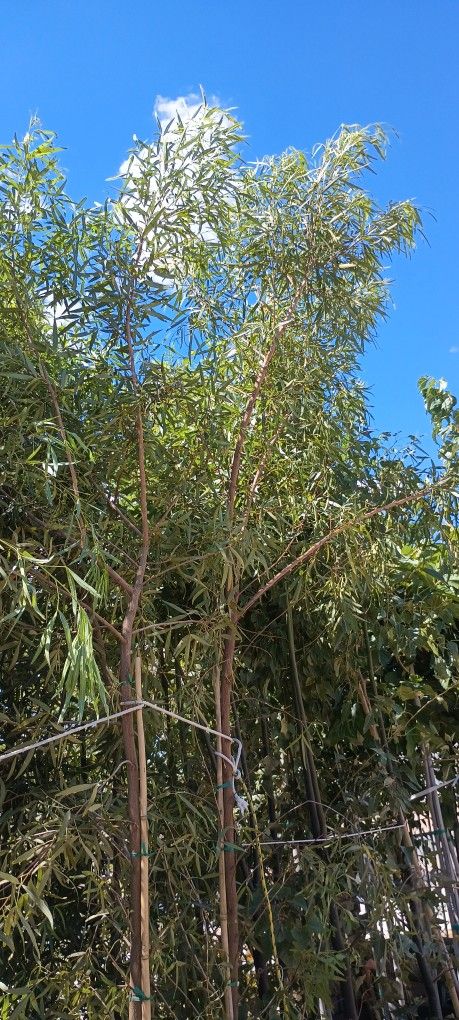 África Sumac Trees. Lawn & Garden