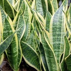 Snake Plants $5-15