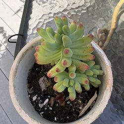 Small succulent with ceramic pot