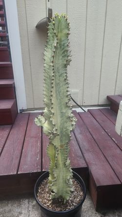 Large Euphorbia ammak variegata