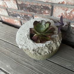 Succulent In Cement Planter 
