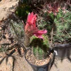 Cactu