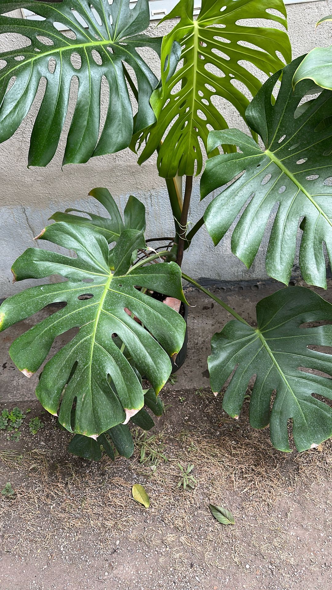 Misters Deliciosa
