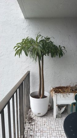 Madagascar Palm and Planter